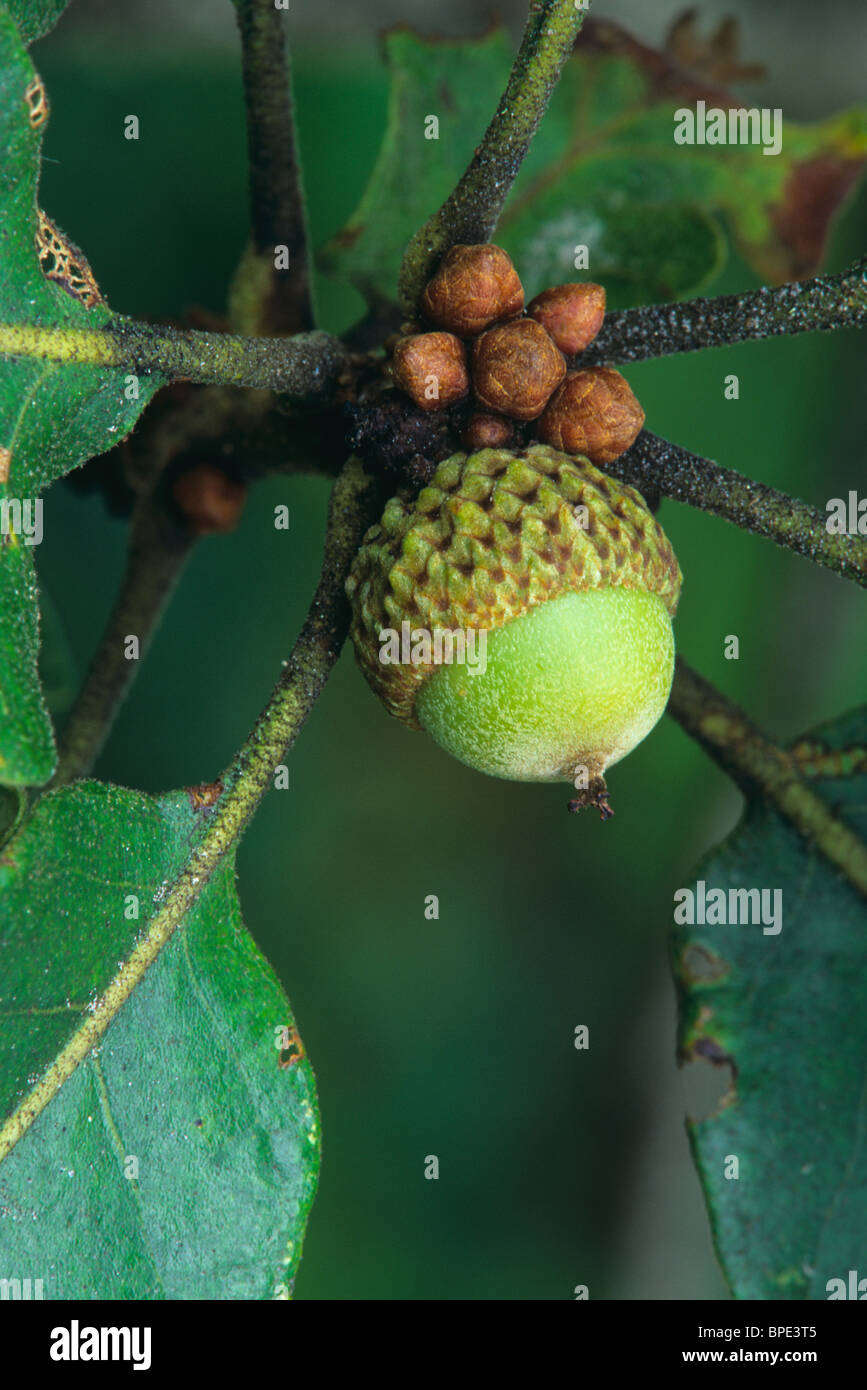 Le Chêne blanc Quercus alba Acorn E USA Banque D'Images