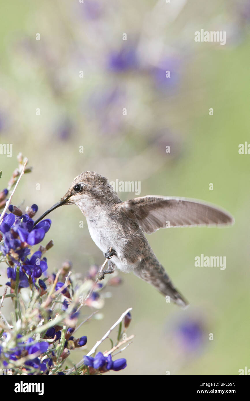 La recherche d'femelle Anna Hummingbird nectar de Indigo Bush - verticale Banque D'Images