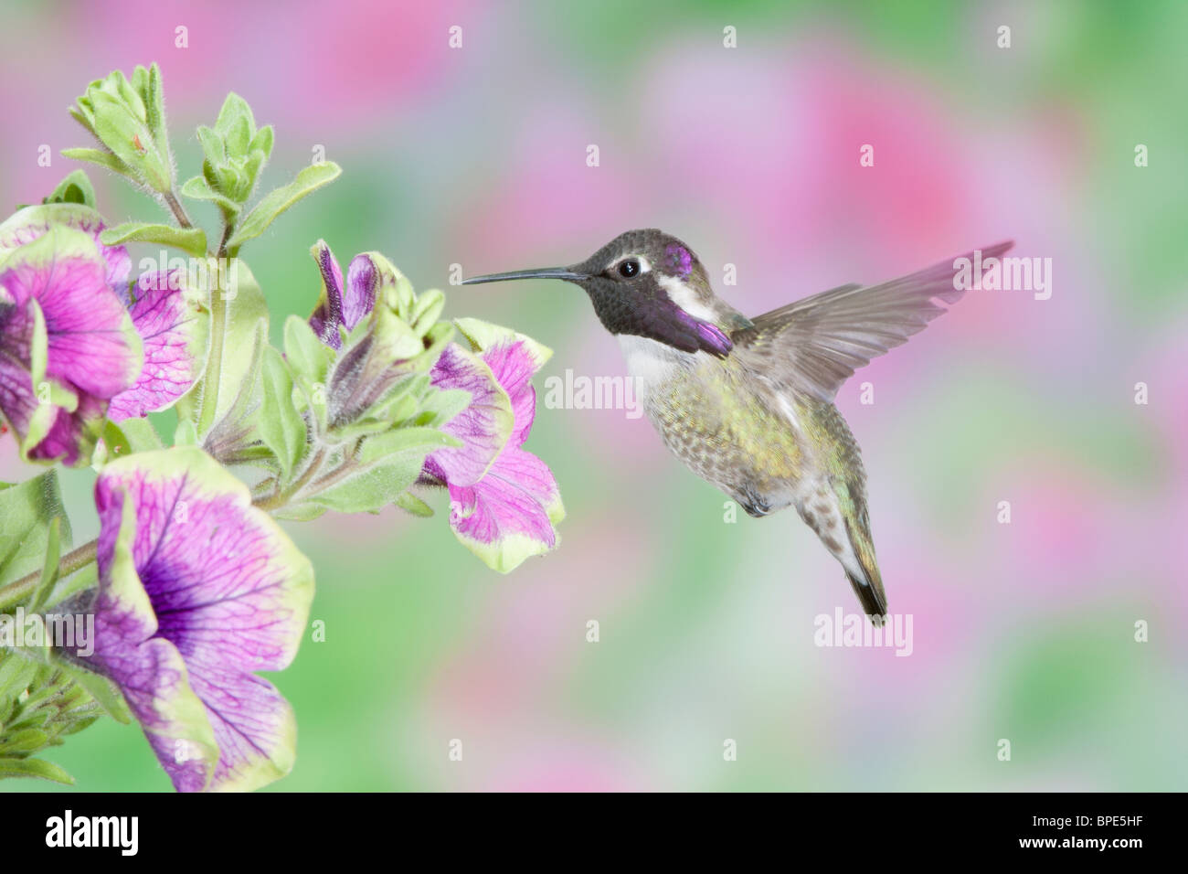 Costa's Hummingbird recherchant le nectar des fleurs de Petunia x hybrida 'assez beaucoup Picasso Banque D'Images
