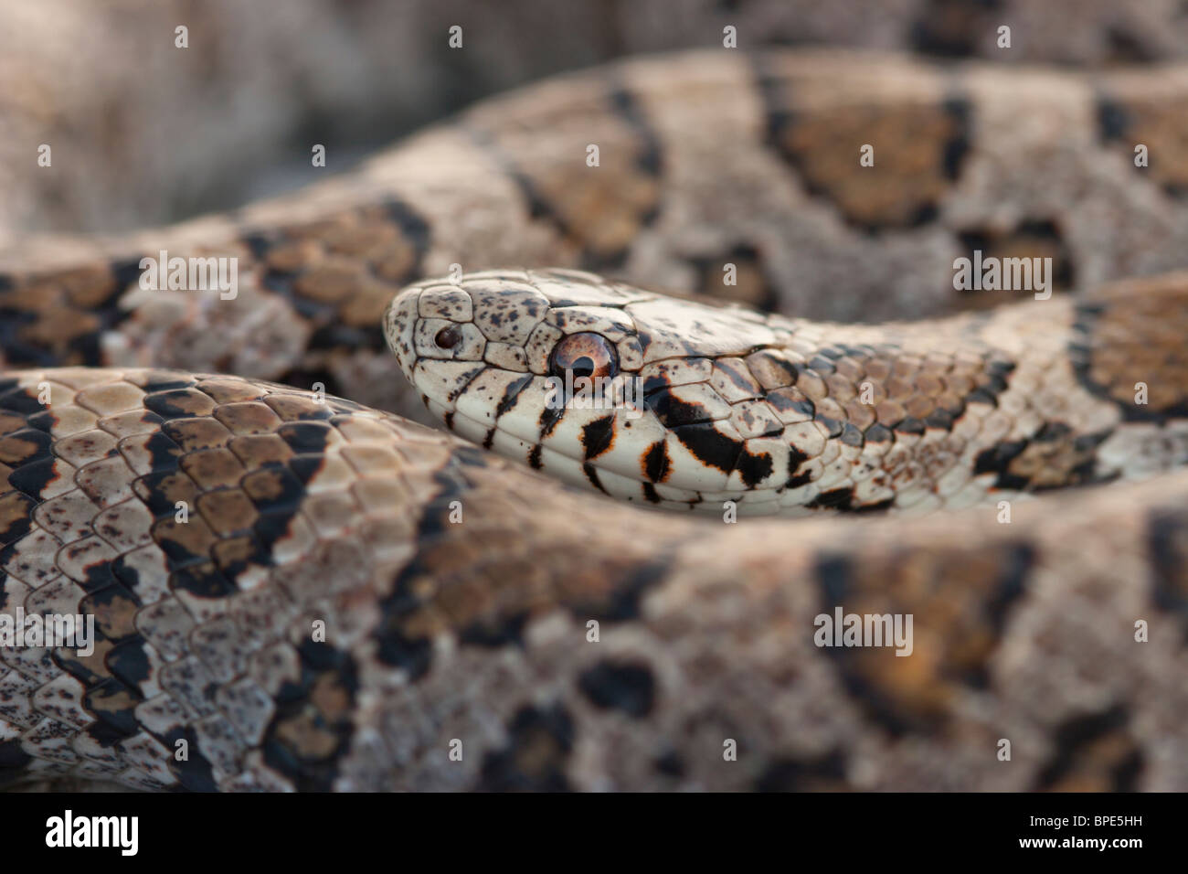 Snake serpent roi de l'Est Banque D'Images