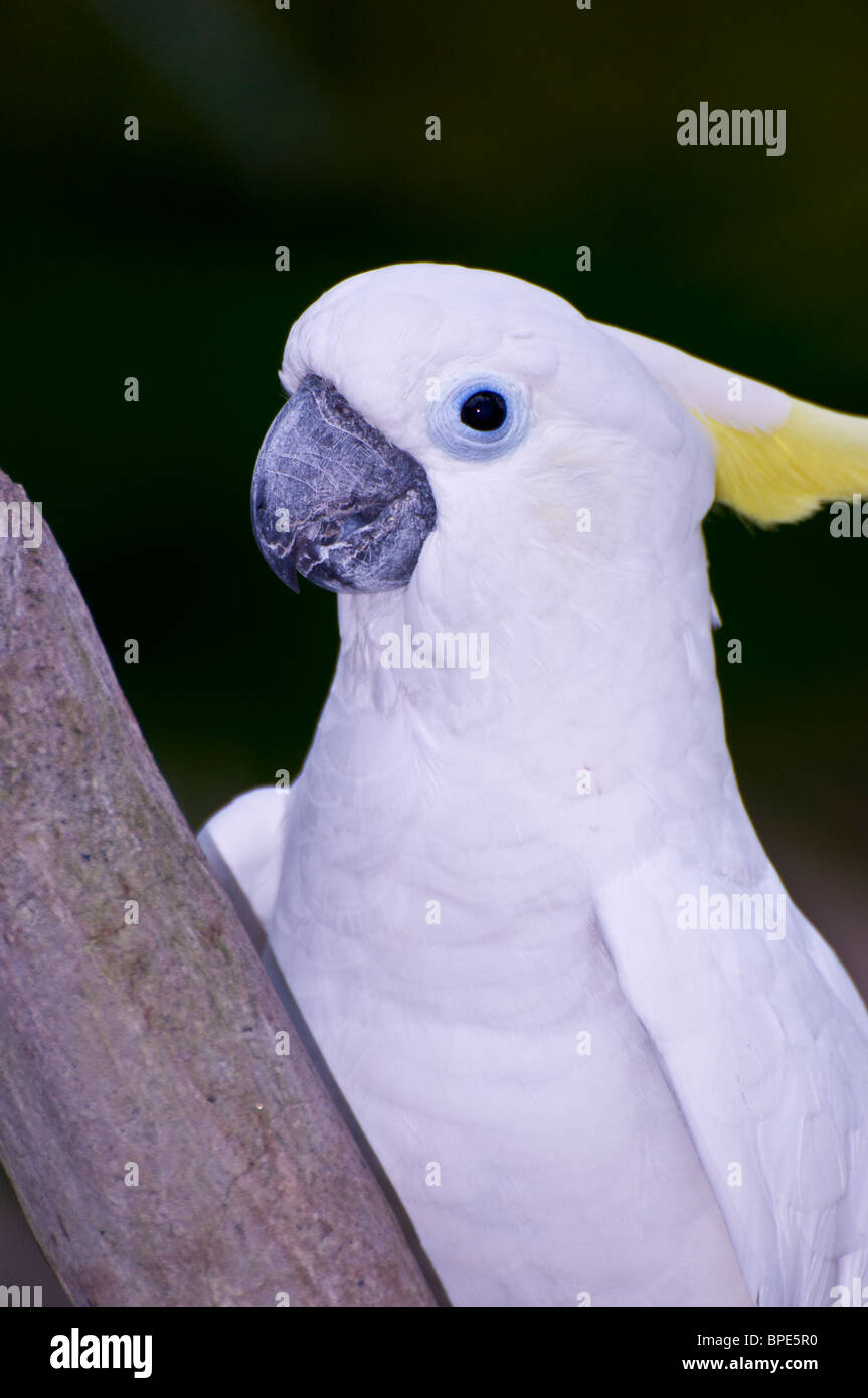Oiseaux et Animaux trouvés au Bali Safari Park Banque D'Images