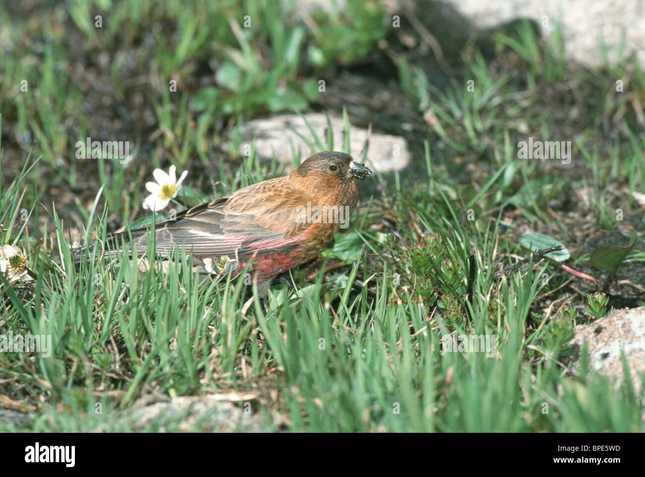 Brown-capped roselins Banque D'Images