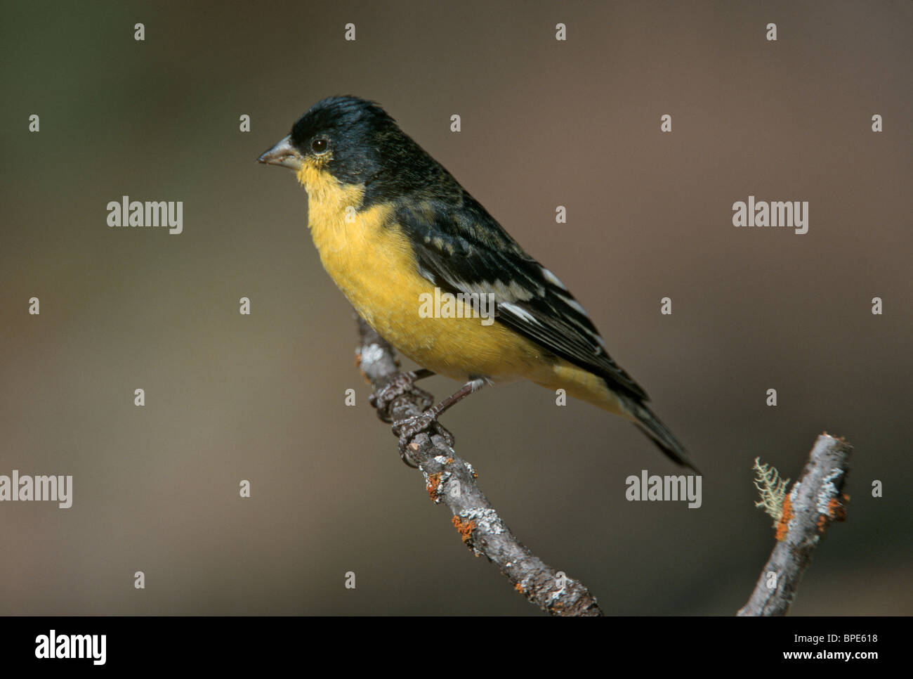 Mâle Chardonneret mineur formulaire à dos noir. Banque D'Images