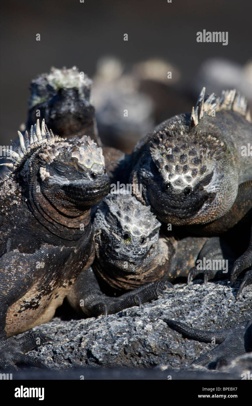 Îles Galapagos, Equateur Banque D'Images