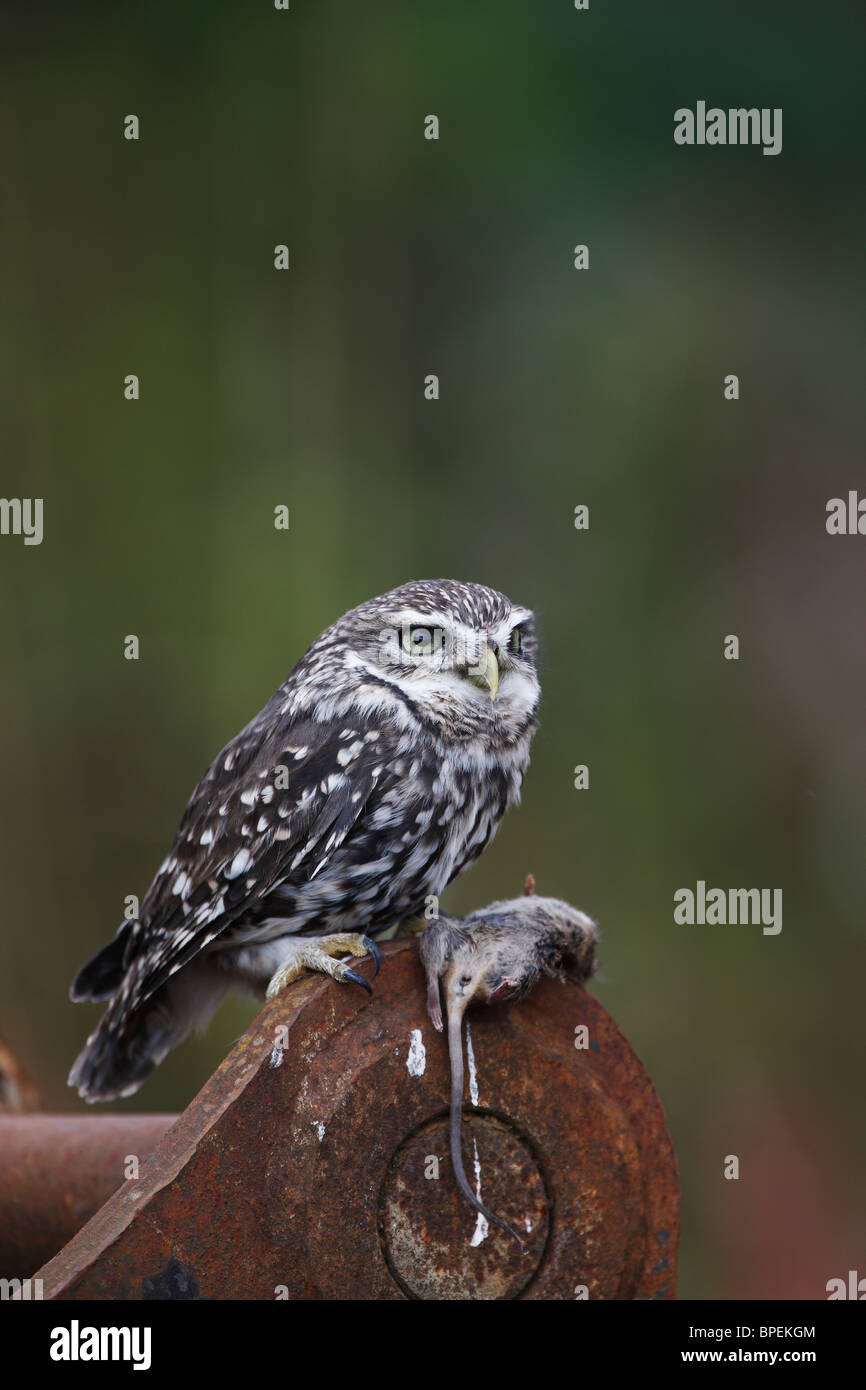 Chouette chevêche (Athene noctua ) dans la basse cour avec les proies Banque D'Images