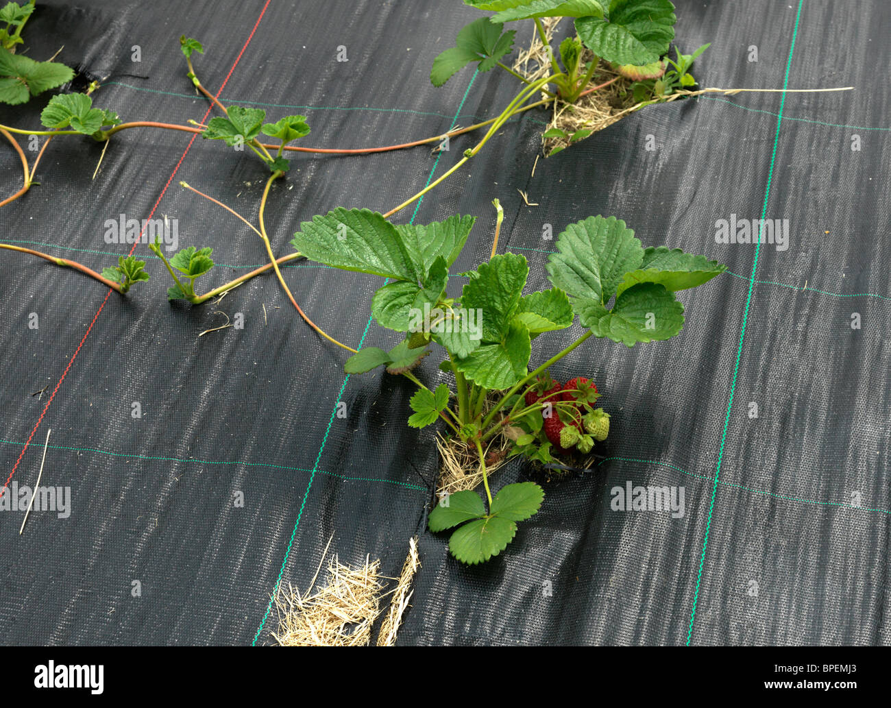 Stawberry plantes croissant montrant des bâches en plastique et de nouvelles glissières de Angleterre Banque D'Images