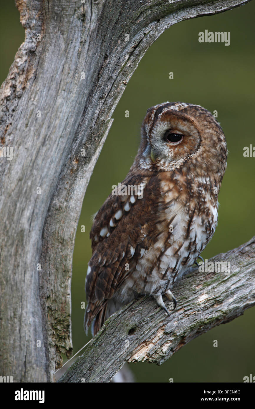 Tawny owl (Strix Aluco enr ) perché sur arbre mort Banque D'Images