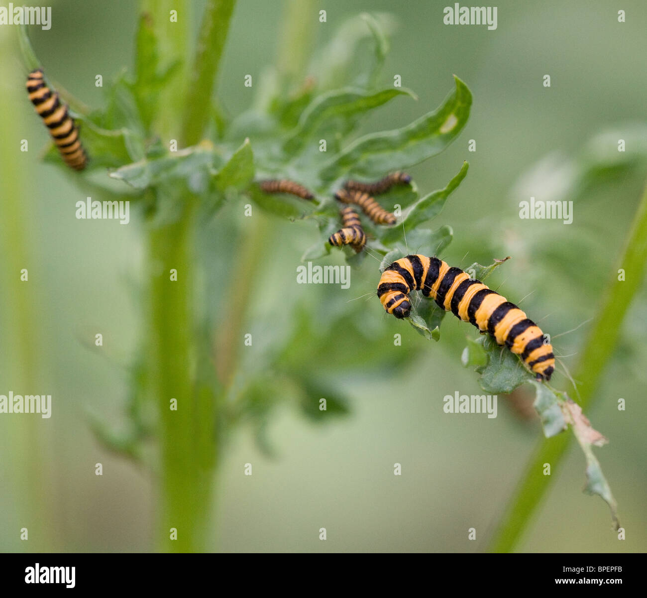 Les chenilles de papillon cinabre Callimorpha jacobaeae déshabillage Ragwort plante de ses feuilles Banque D'Images