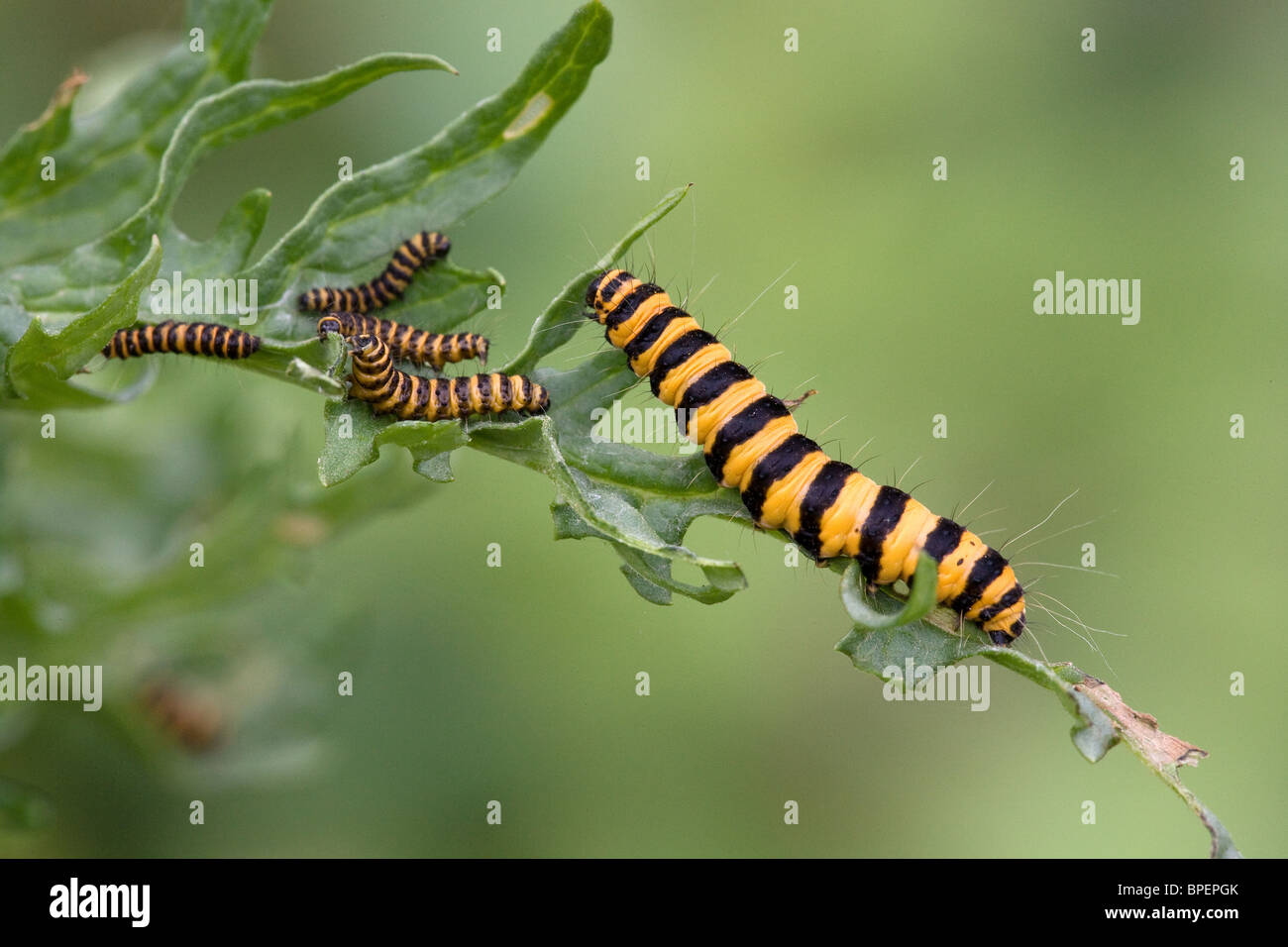 Les chenilles de papillon cinabre Callimorpha jacobaeae déshabillage Ragwort plante de ses feuilles Banque D'Images