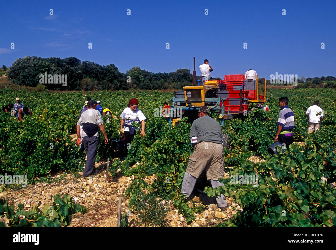 Les marocains, marocain, les immigrants, les travailleurs immigrés, la récolte des raisins, vendanges, vignes, Chateauneuf-du-Pape, France Banque D'Images