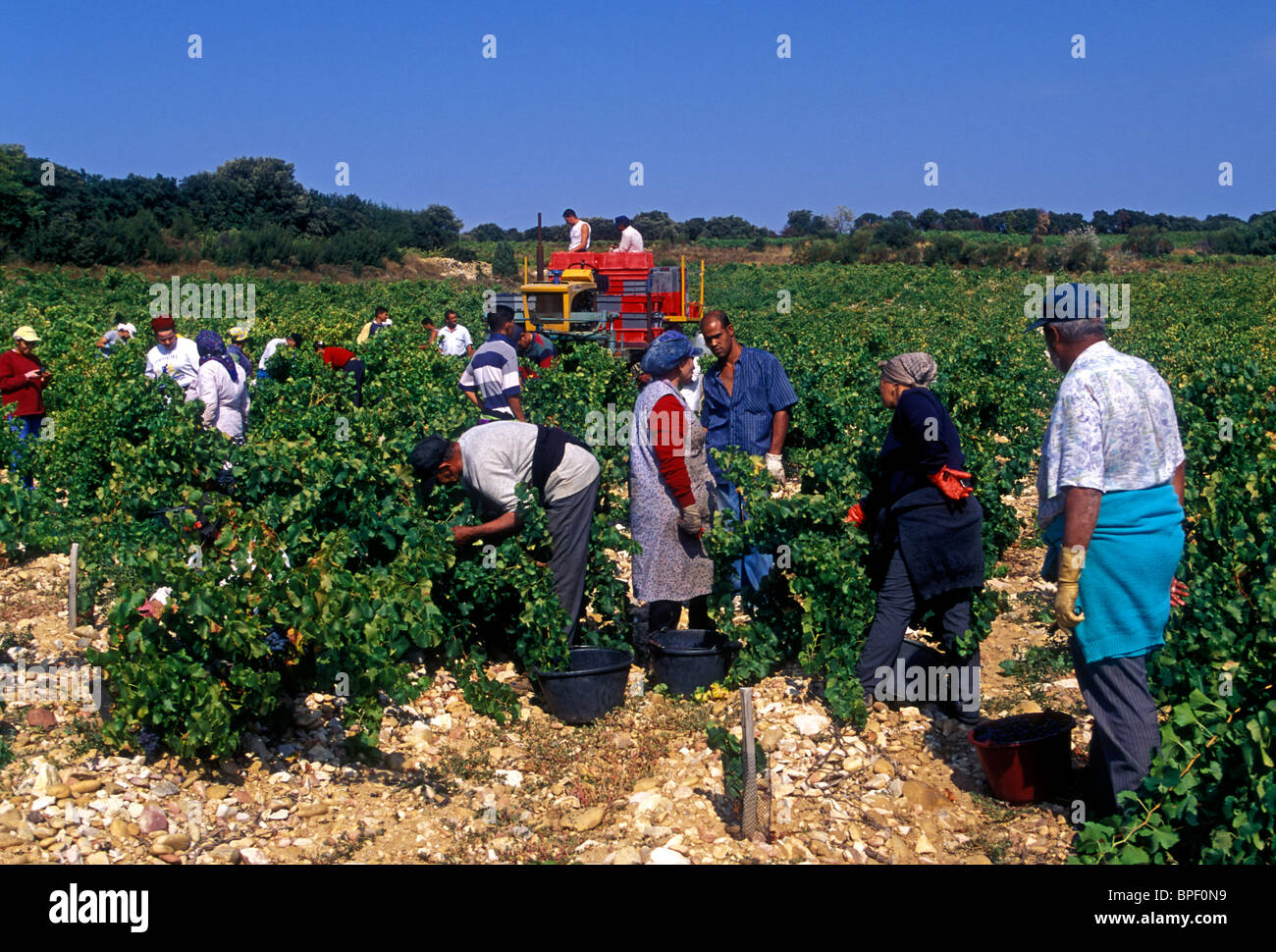 Les marocains, marocain, les immigrants, les travailleurs immigrés, la récolte des raisins, vendanges, vignes, Chateauneuf-du-Pape, France Banque D'Images