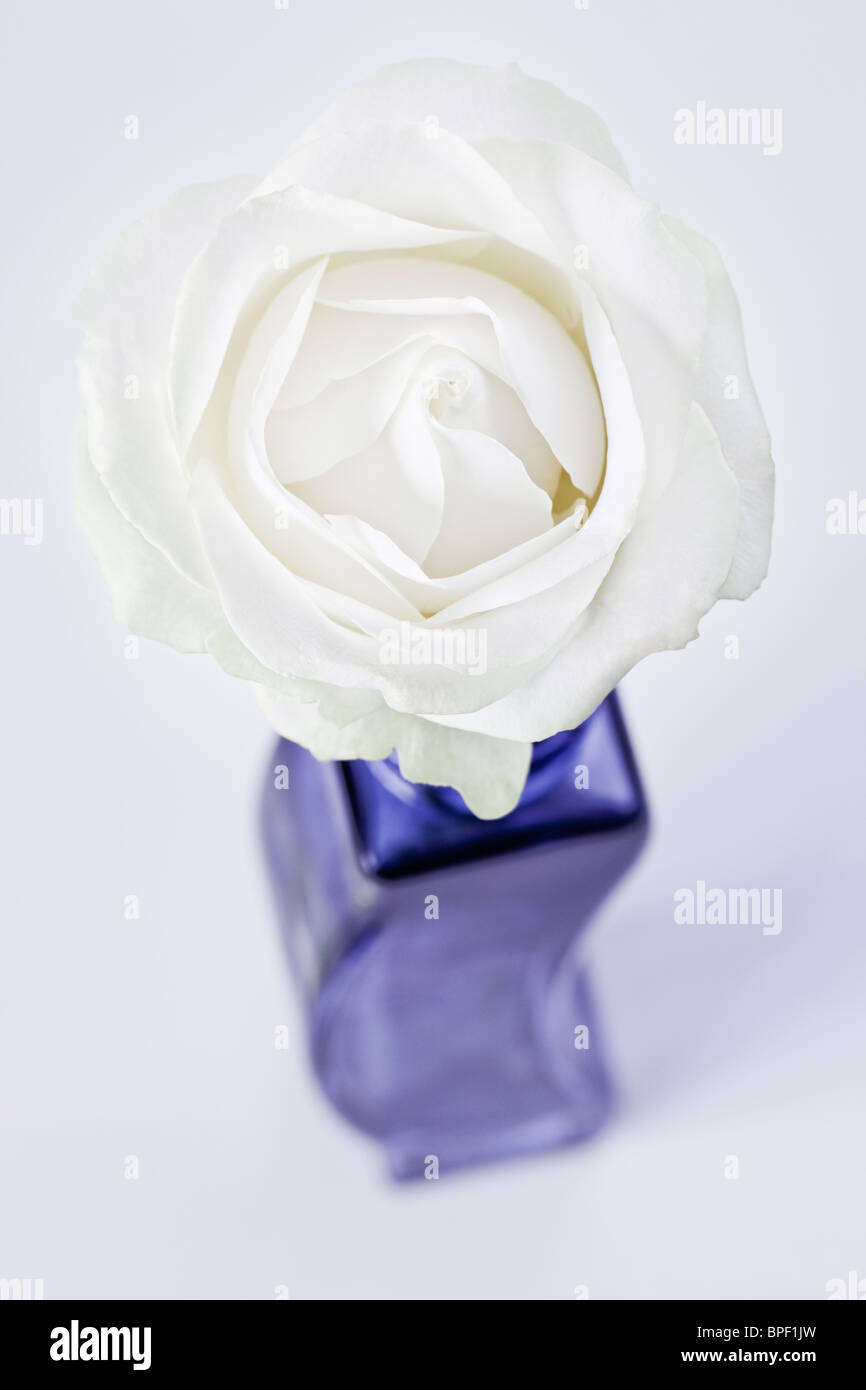 Seul Blanc Rose en vase bleu Banque D'Images