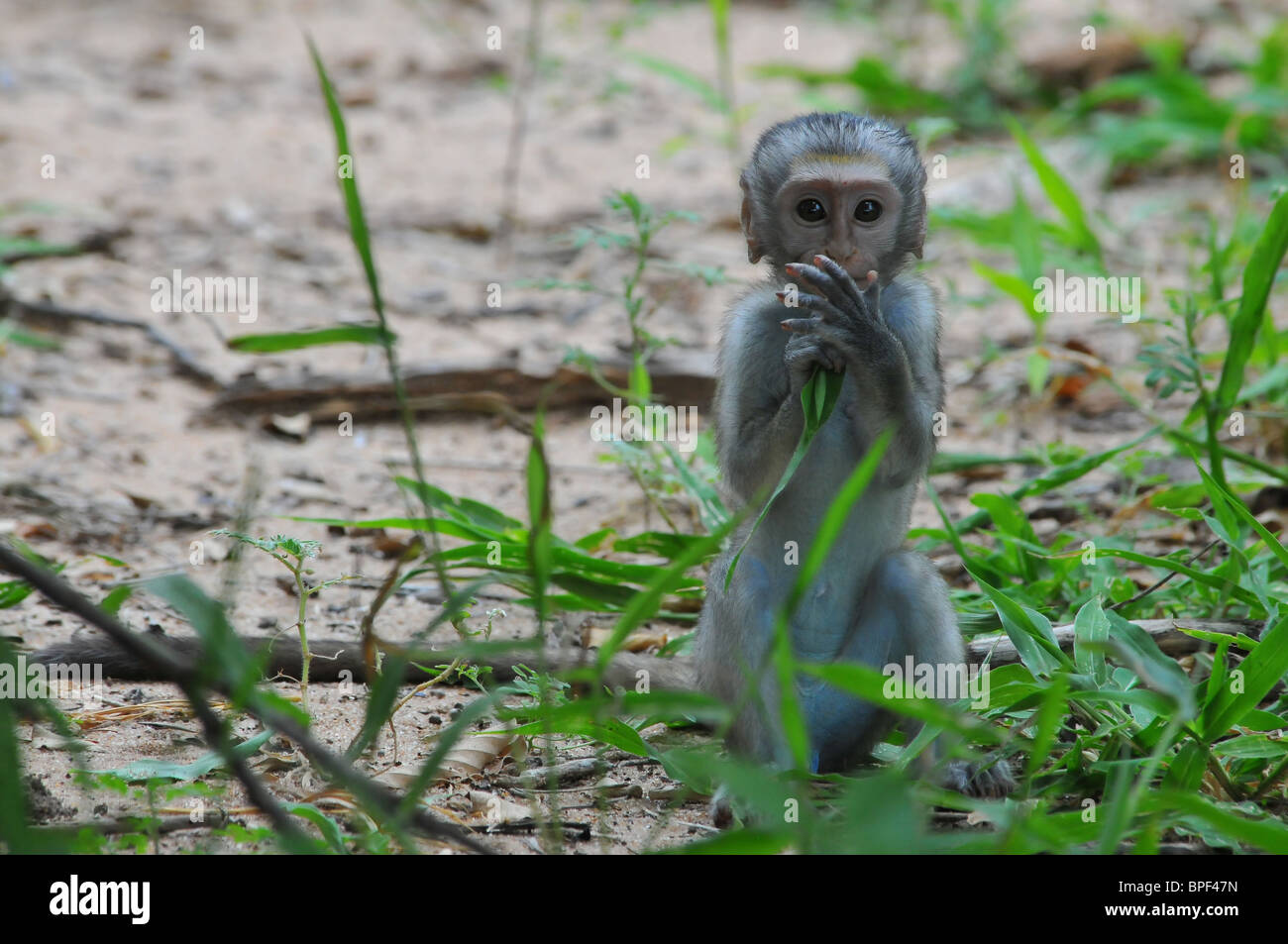Bébé Singe, Selous Banque D'Images