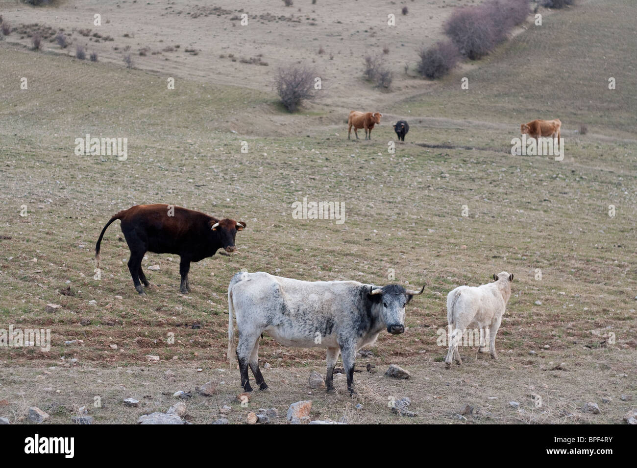 Vaches dans le Parc National de Sierra Nevada Banque D'Images