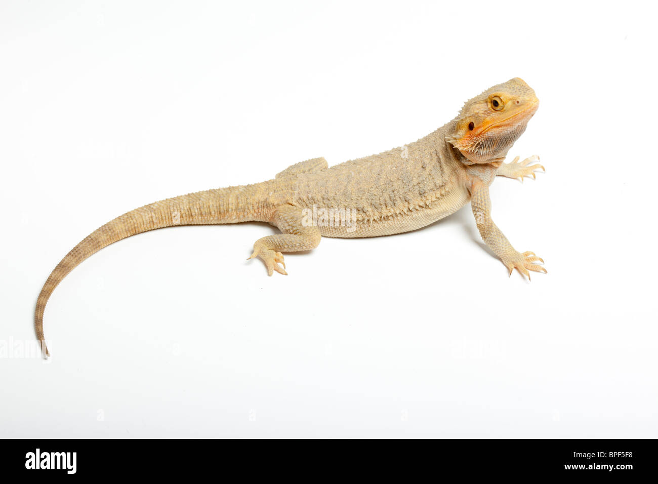 Dragon barbu à l'intérieur des terres, les Pogona vitticeps. Tigre jaune canari mue Hypo Banque D'Images