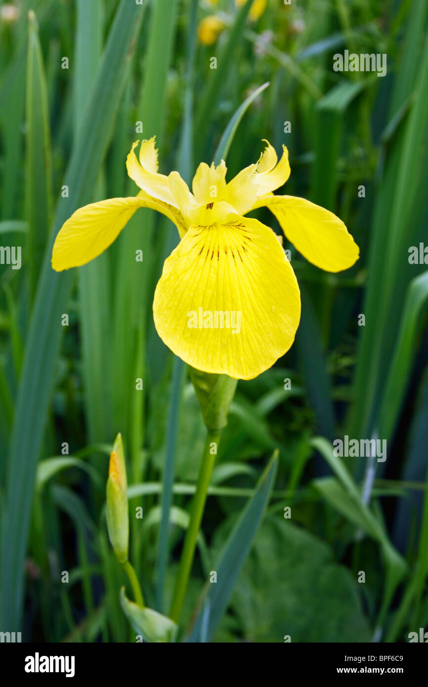 Iris jaune (Iris pseudacorus) pousse à proximité de l'eau. Banque D'Images