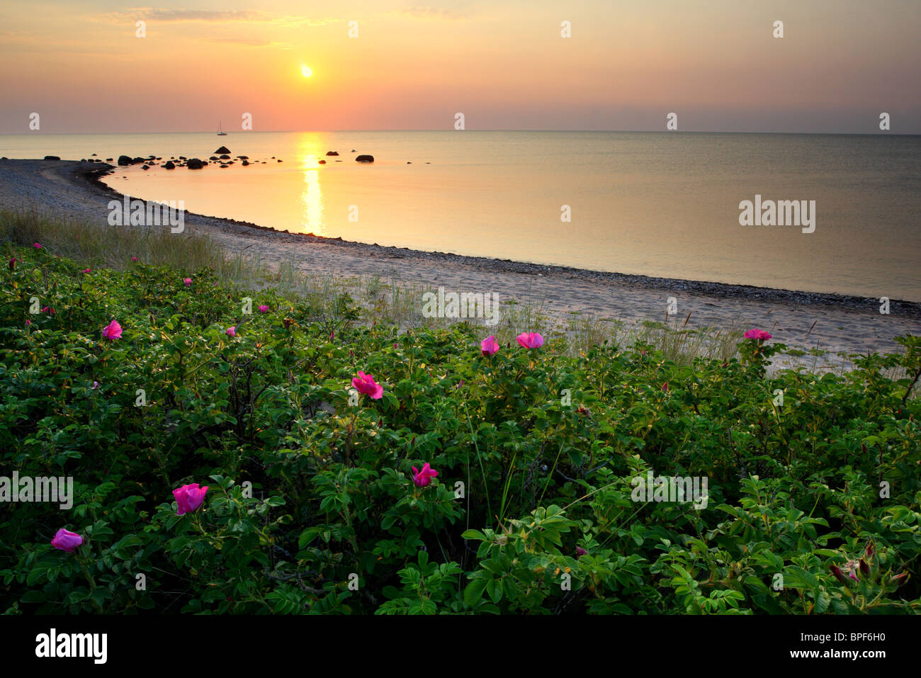 Japonais à fleurs rose (Rosa rugosa) au port de la Baltique, l'île d'Hiiumaa. Juillet Banque D'Images