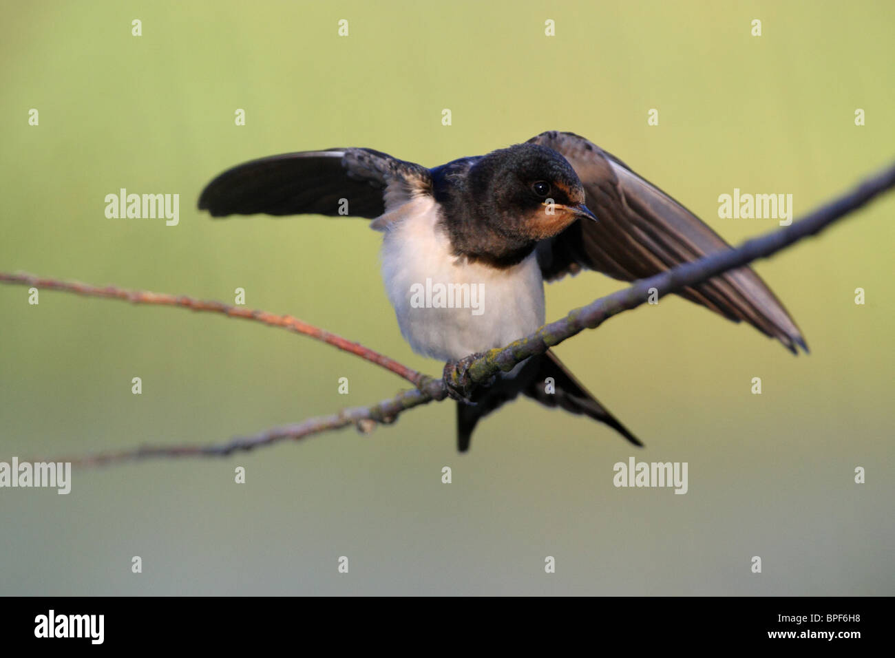 L'hirondelle rustique (Hirundo rustica) ailes d'étirement Banque D'Images