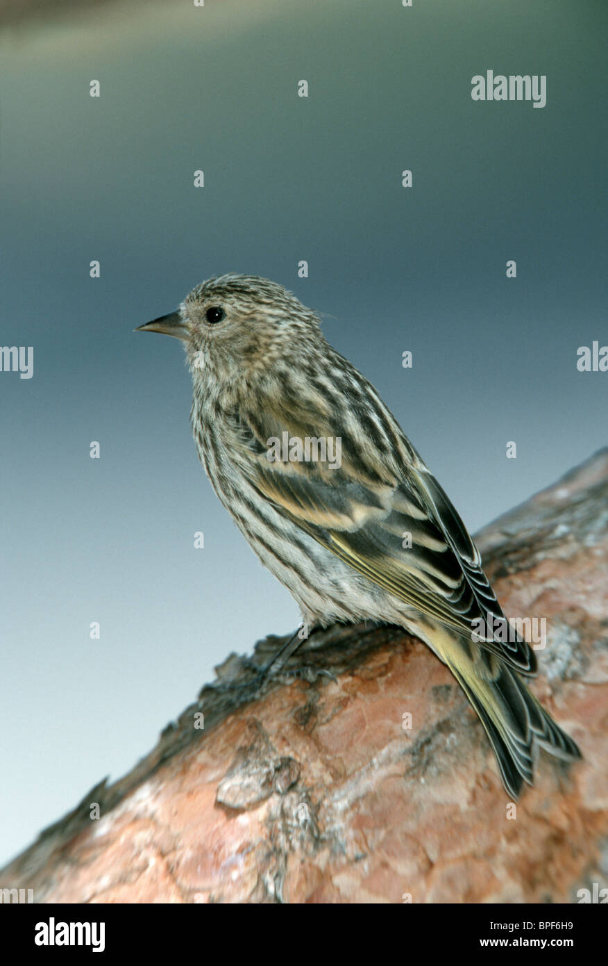 Tarin des pins Banque D'Images