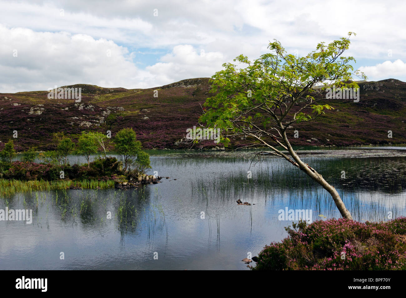 Jeune arbre à côté Tarn Dock dans le Parc National du Lake District, Cumbria. Banque D'Images