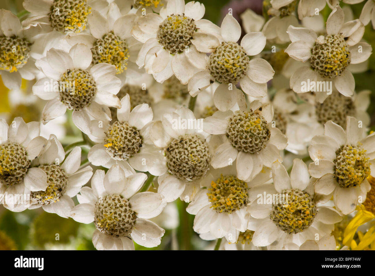 L'Achillea achillée ptarmique, Sneezewort en fleur Banque D'Images