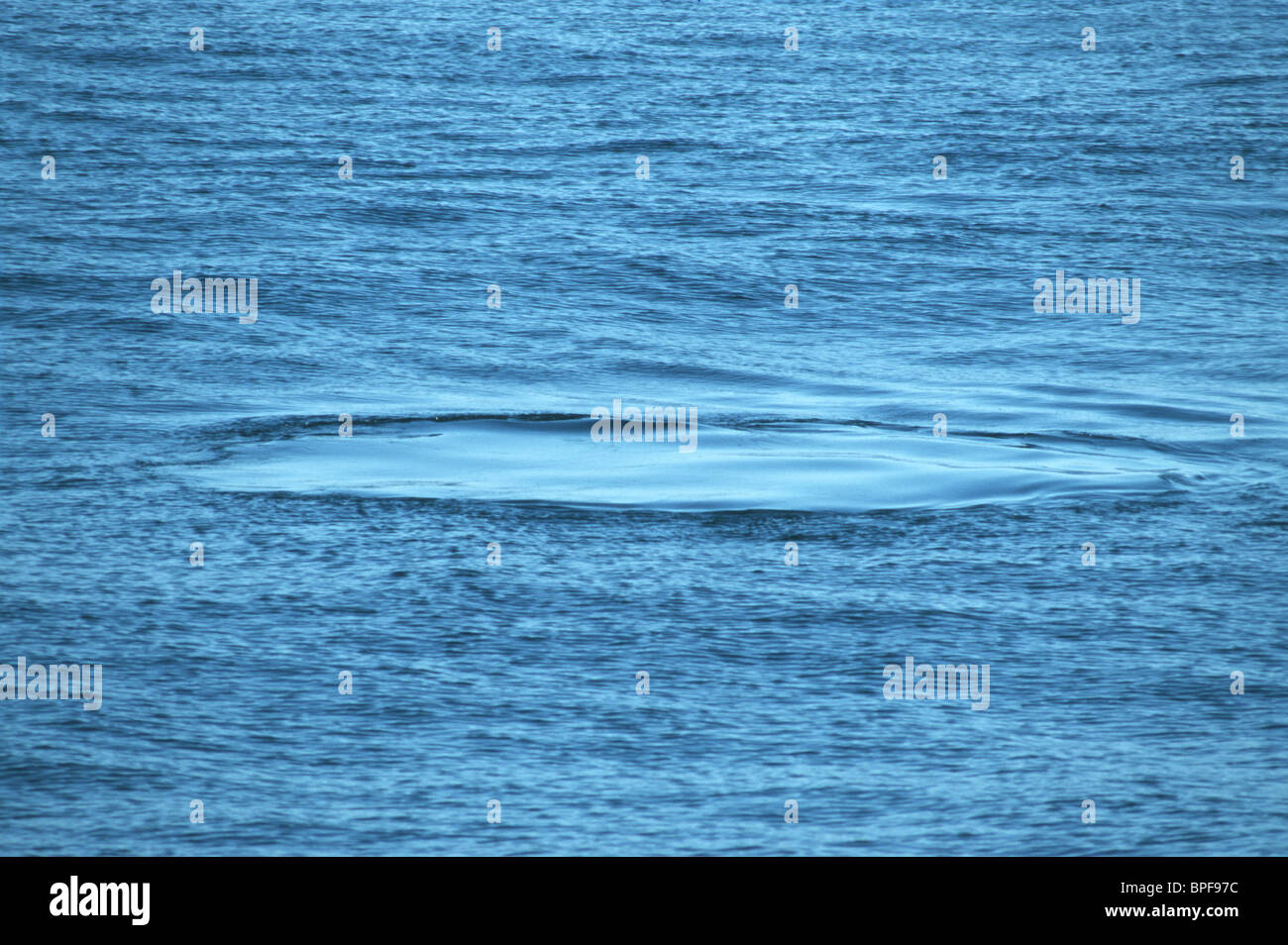 L'empreinte des baleines sur la surface de l'océan. Cette perturbation est distinctif lect quand une baleine pousse vers le haut de l'eau vers la surface tout en Banque D'Images