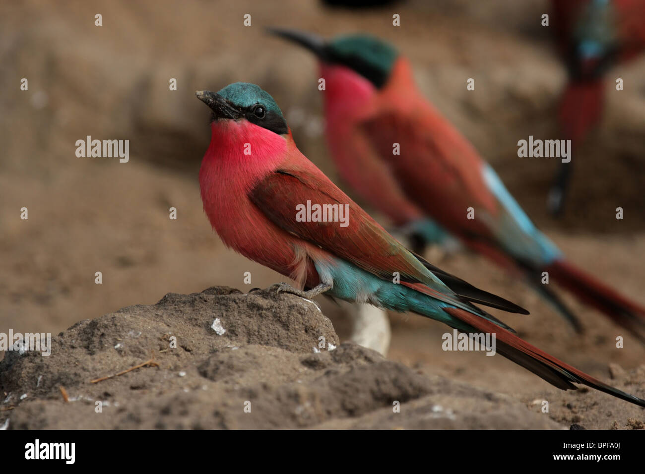 Carmine Guêpiers (Merops nubicoides) dans le Delta de l'Okavango, au Botswana. Banque D'Images