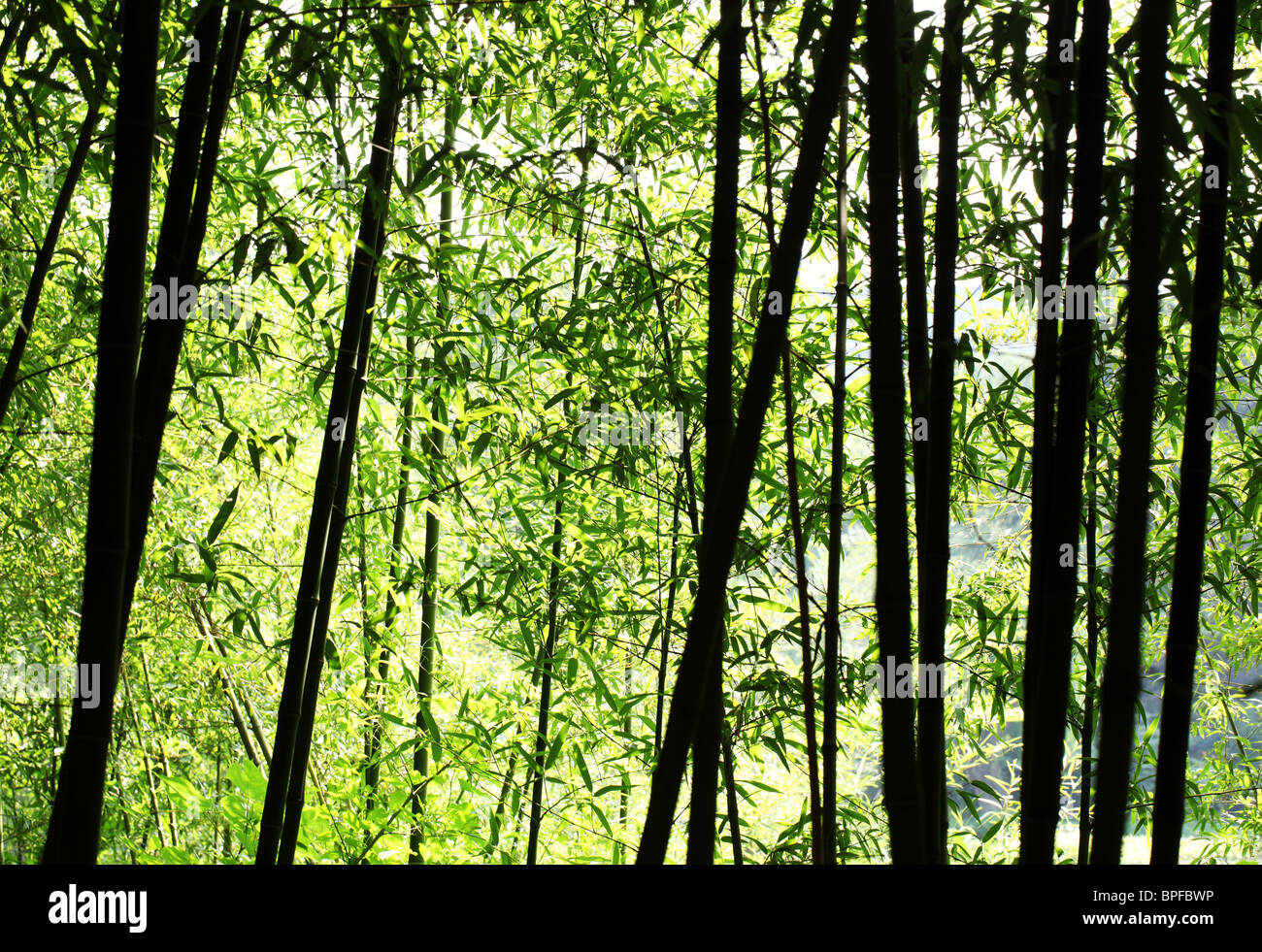 Forêt de bambou lumineux à la lumière du soleil Banque D'Images