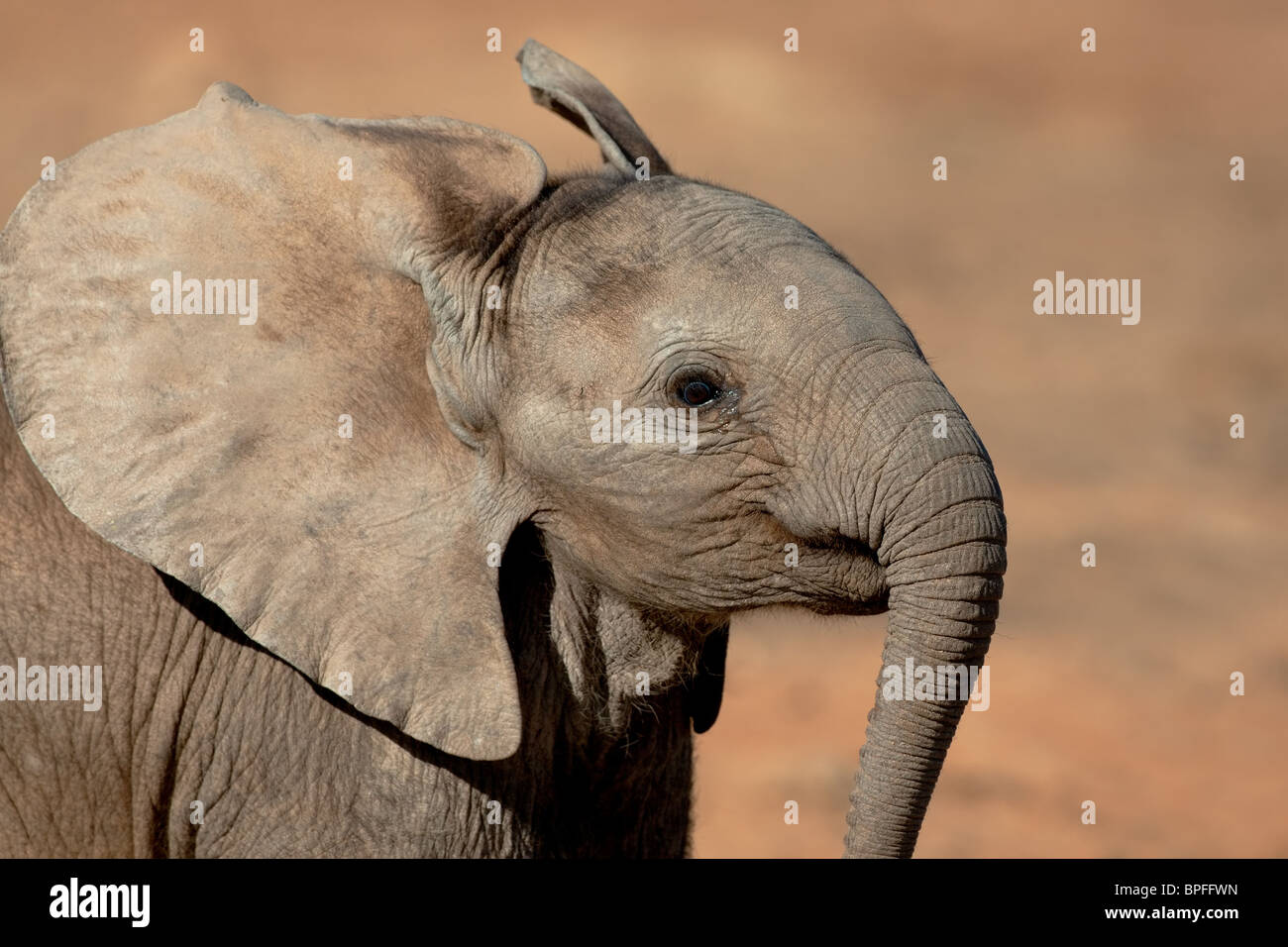 Portrait of a young African elephant (Loxodonta africana), Addo Elephant Park, Afrique du Sud Banque D'Images