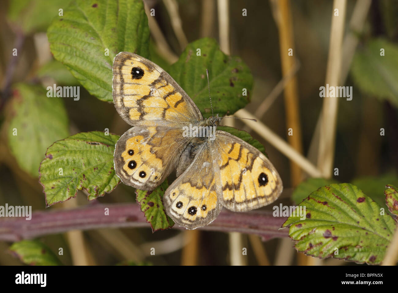 Wall brown butterfly sur bramble Banque D'Images