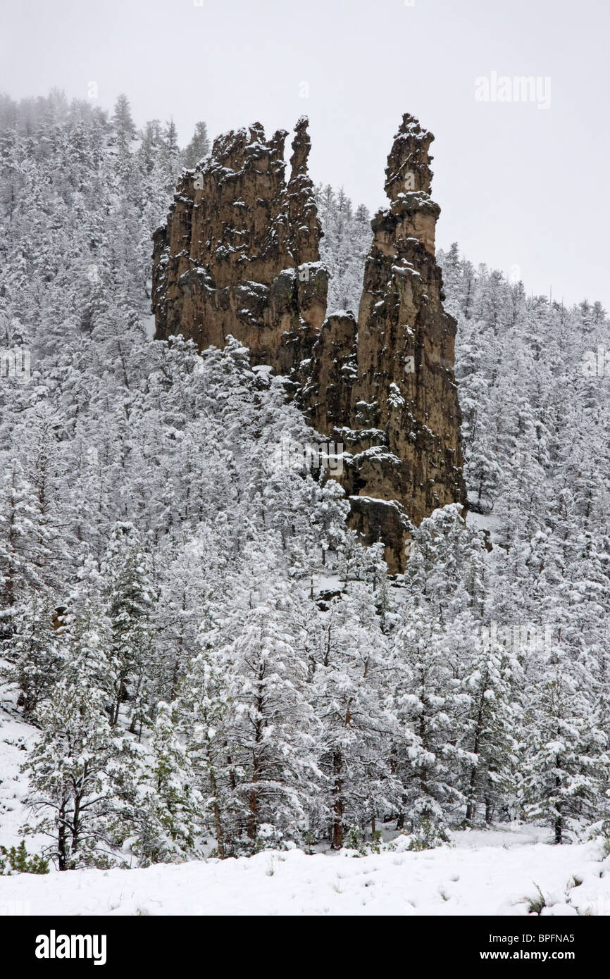 A résisté étrangement contraste avec la forêt couverte de neige, forêt nationale de Shoshone, Wyoming, USA Banque D'Images