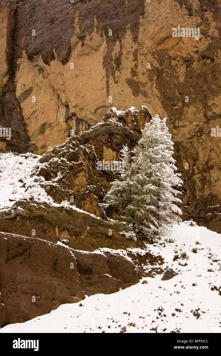 Arbre couvert de neige contre roche, forêt nationale de Shoshone, Wyoming, USA Banque D'Images
