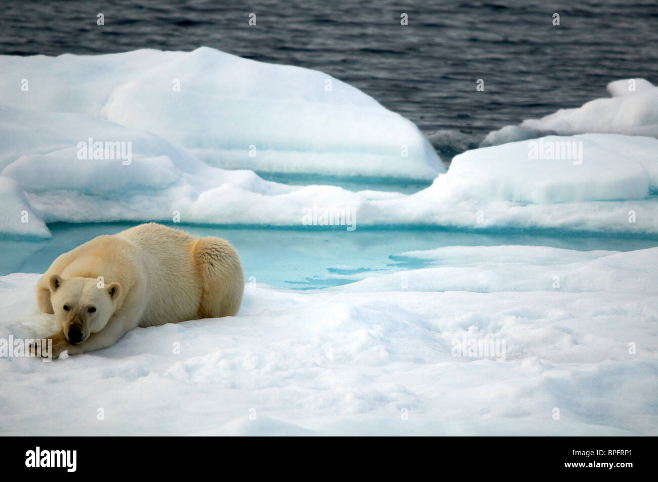 L'ours polaire sur la banquise Banque D'Images