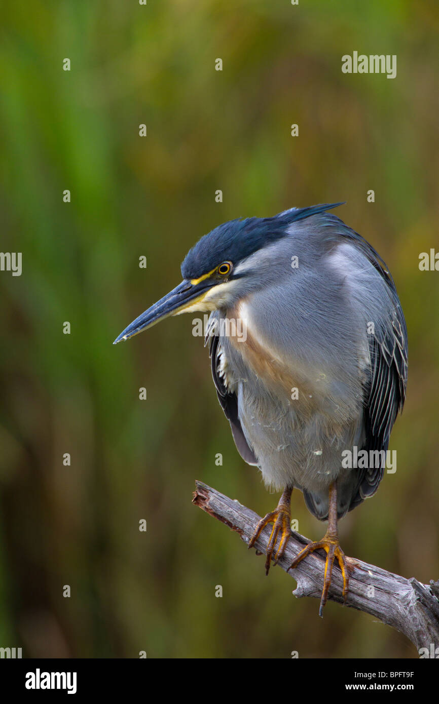 Héron vert perché, Lake Panic, Kruger National Park, Afrique du Sud Banque D'Images