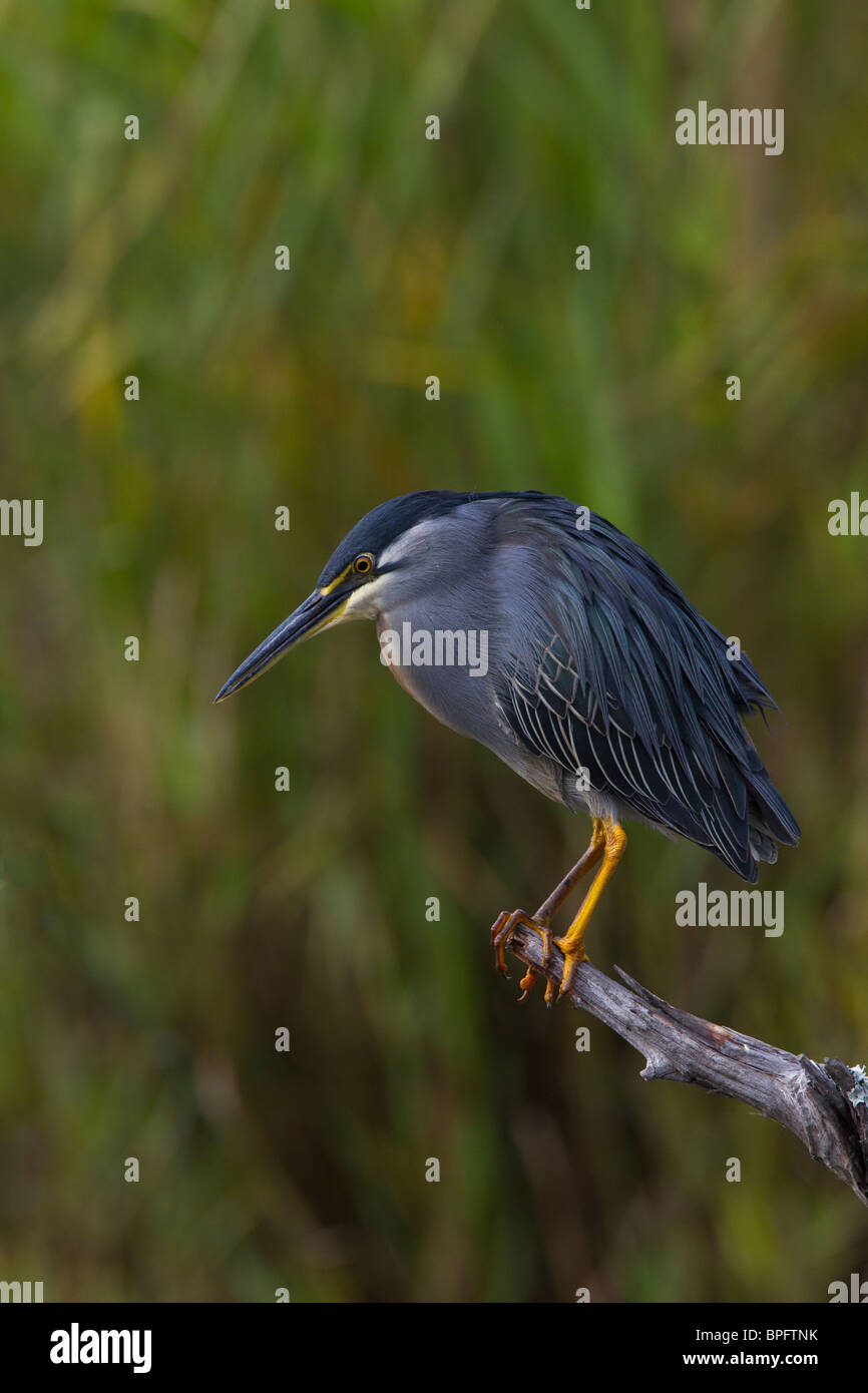 Héron vert perché, Lake Panic, Kruger National Park, Afrique du Sud Banque D'Images