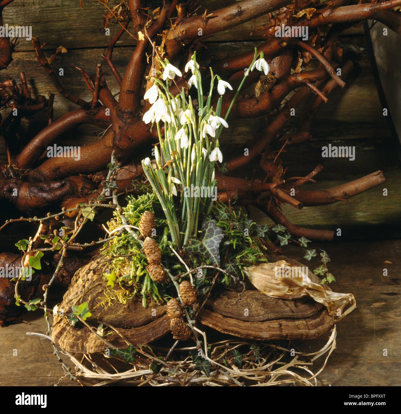 Still-Life of snowdrops planté dans le journal à puce dans les arrangement de fleurs de printemps Banque D'Images