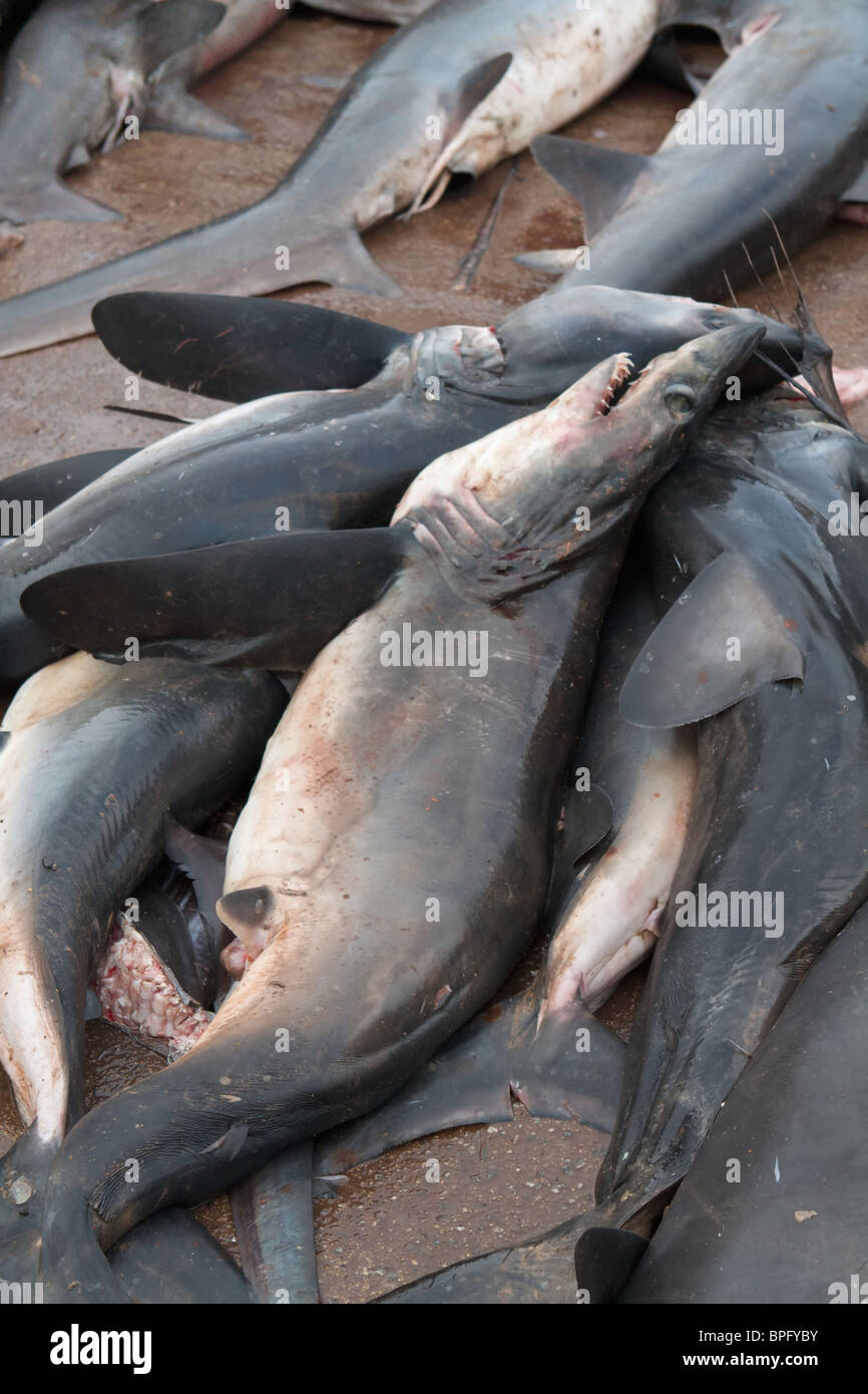 Les requins morts sur le marché aux poissons de Negombo Banque D'Images