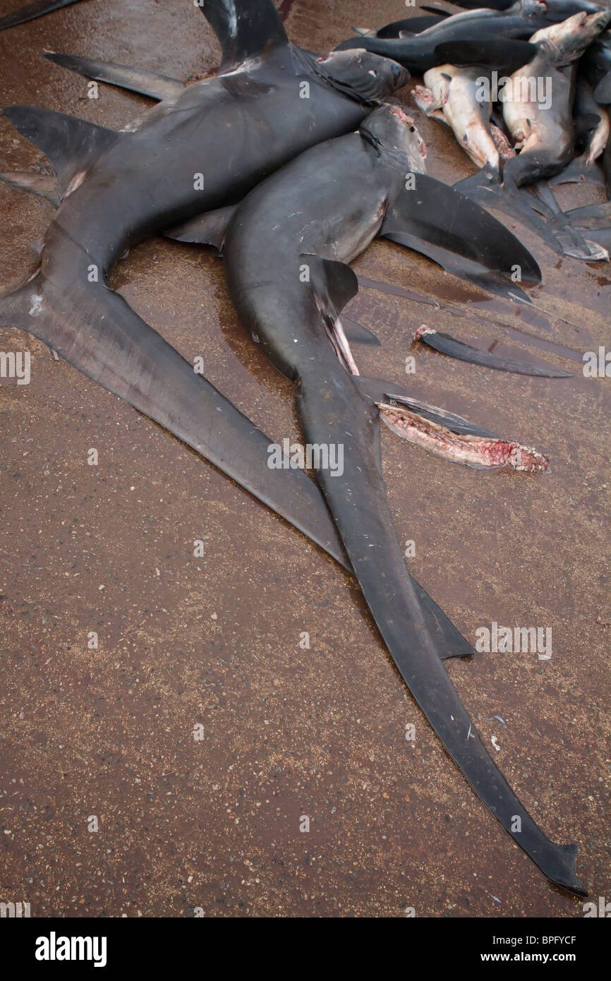 Tresher morte requin dans le marché aux poissons de Negombo Banque D'Images