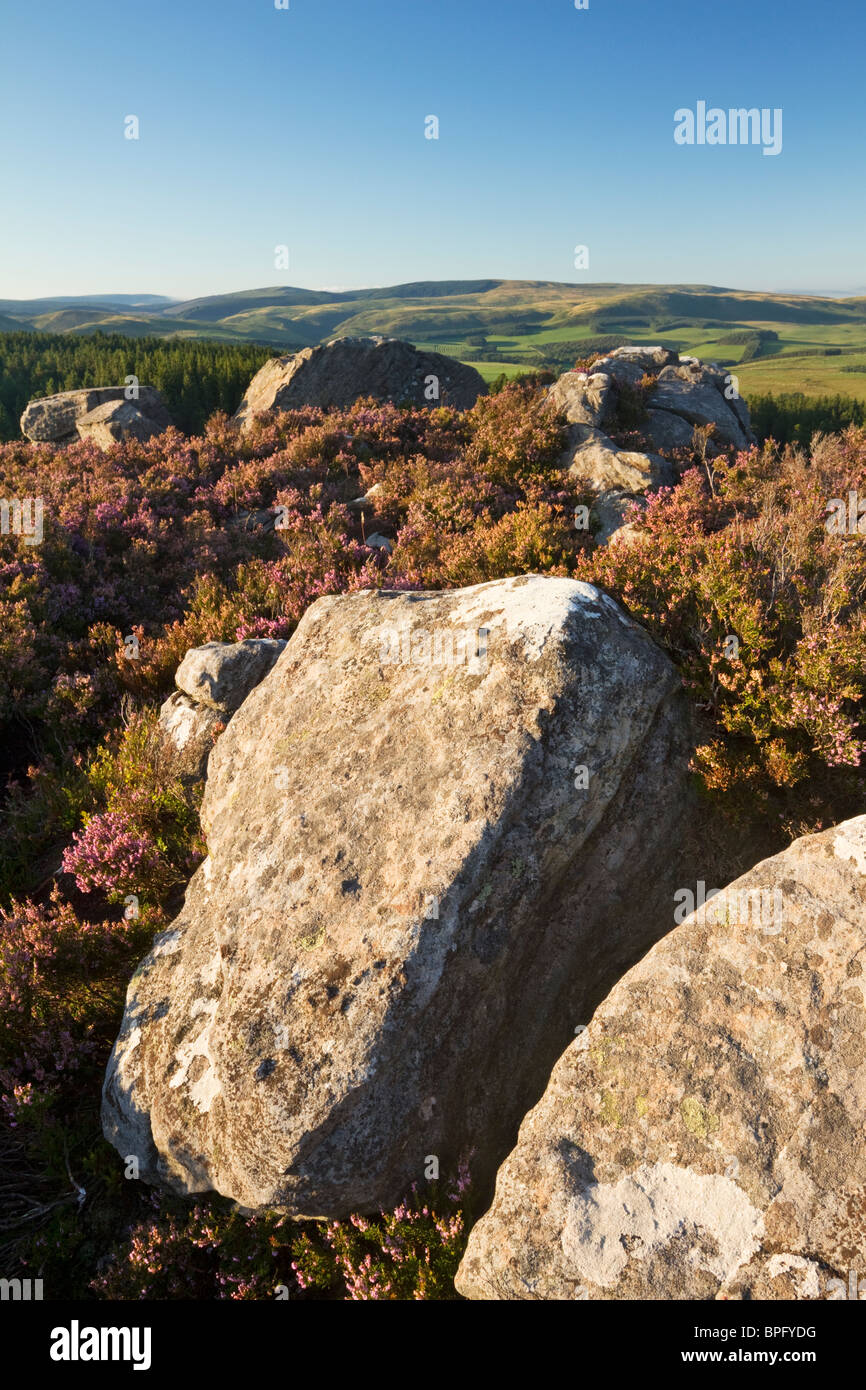 Les roches calcaires de sucre niché dans la bruyère au sommet de la colline près de Harbottle Drake Stone dans Coquetdale, Northumberland Banque D'Images