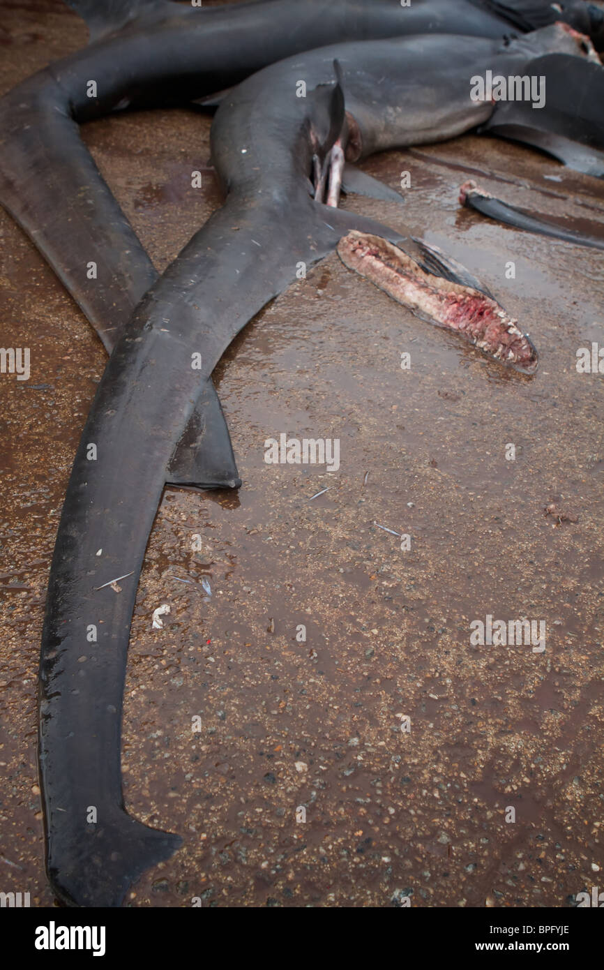 Tresher morte requin dans le marché aux poissons de Negombo Banque D'Images