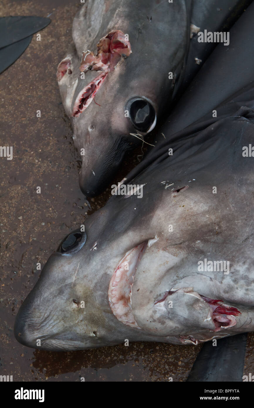 Les requins morts sur le marché aux poissons de Negombo Banque D'Images