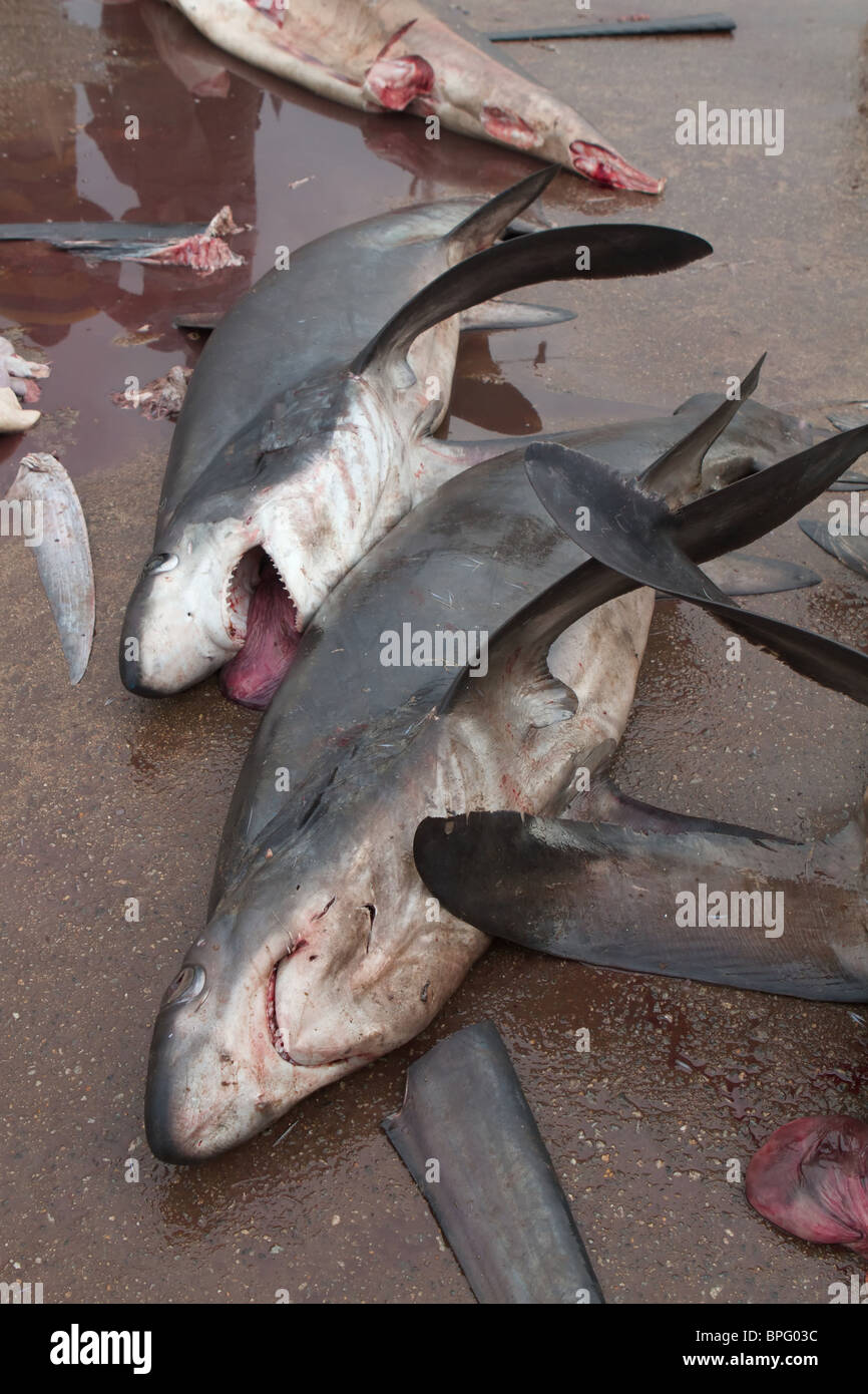 Les requins morts sur le marché aux poissons de Negombo Banque D'Images