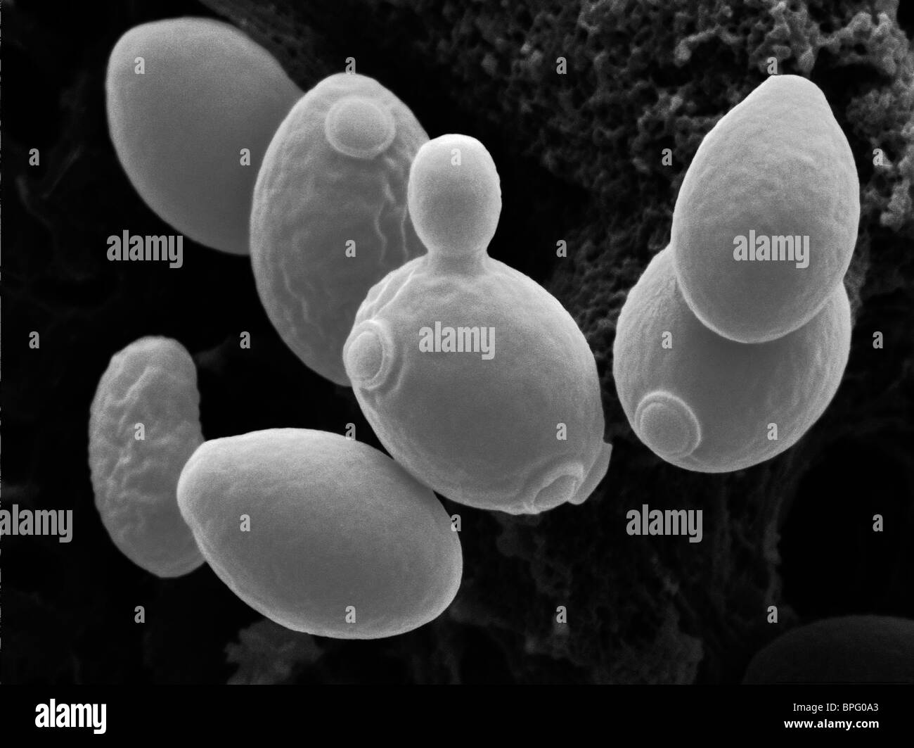 C'est une fausse couleur de l'analyse des électrons Microphotographie de Saccharomyces cerevisiae, levure en herbe. Banque D'Images