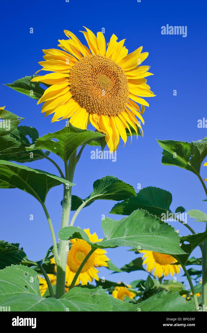 Tournesols sur fond de ciel bleu, Manitoba, Canada Banque D'Images