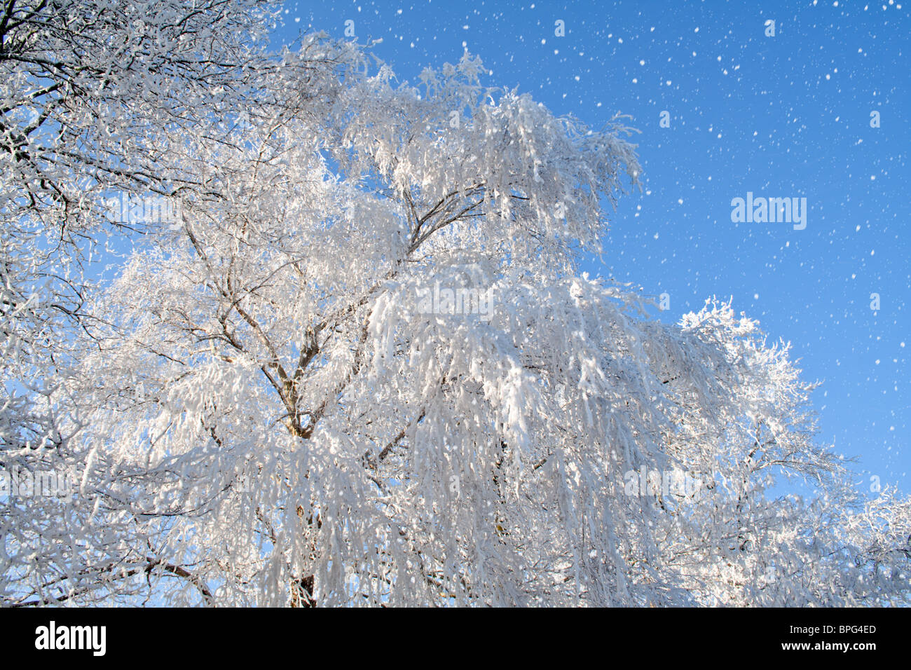 Arbres couverts de neige avec un ciel bleu Banque D'Images