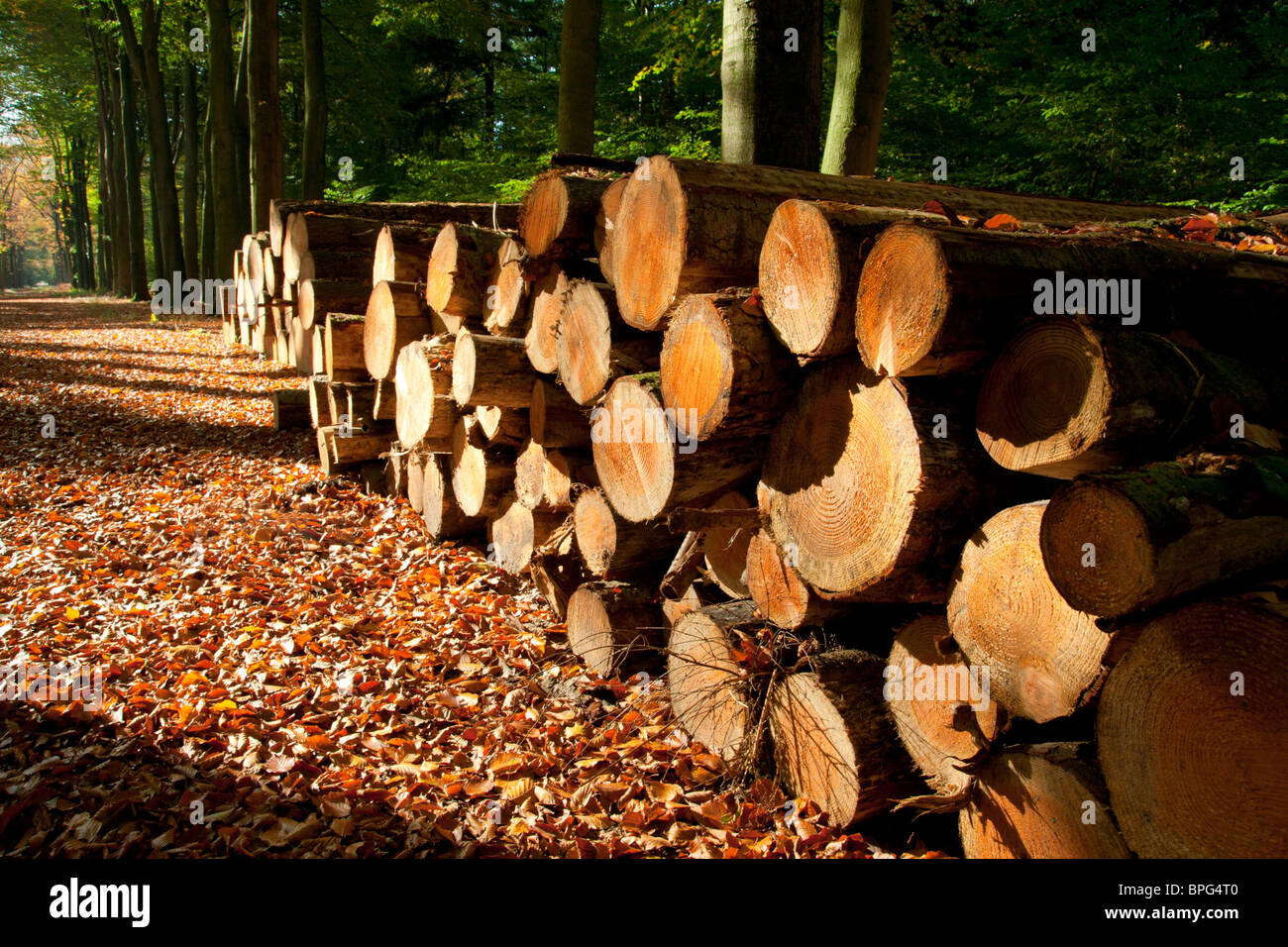 Bois de sciage dans une forêt Banque D'Images