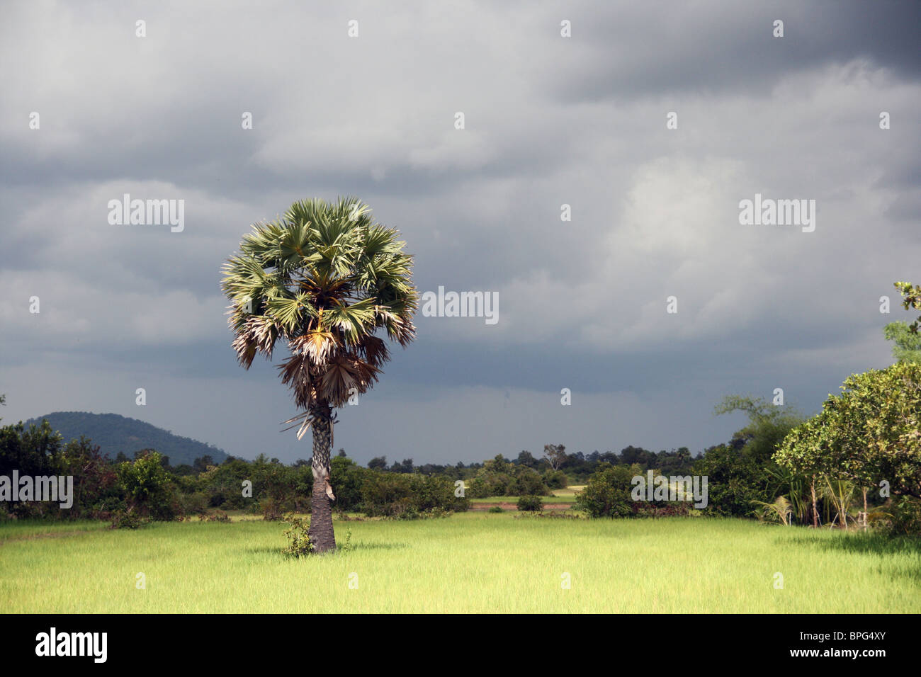 Campagne Cambodgienne Banque D'Images