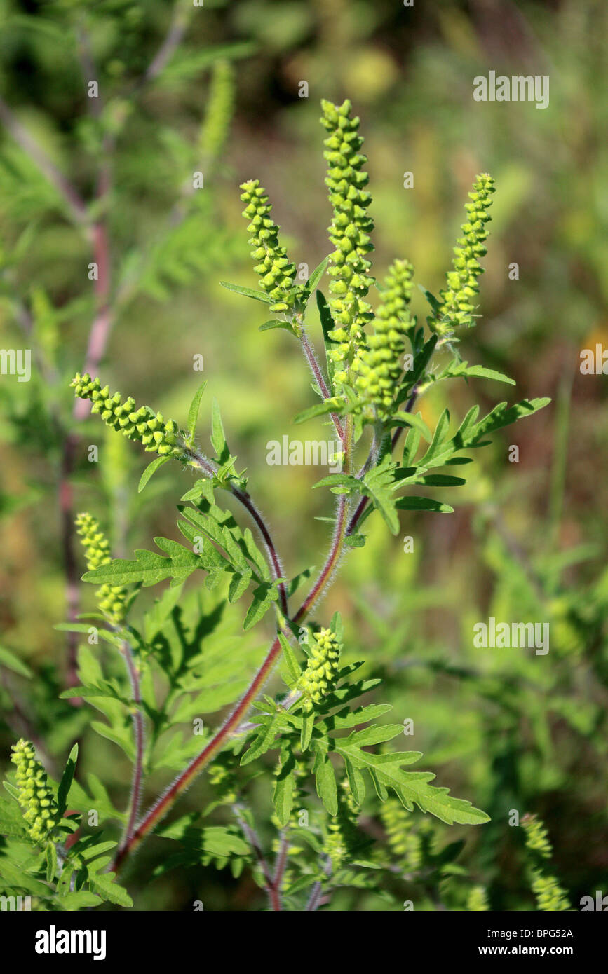 La petite herbe à poux (Ambrosia artemisiifolia) Banque D'Images