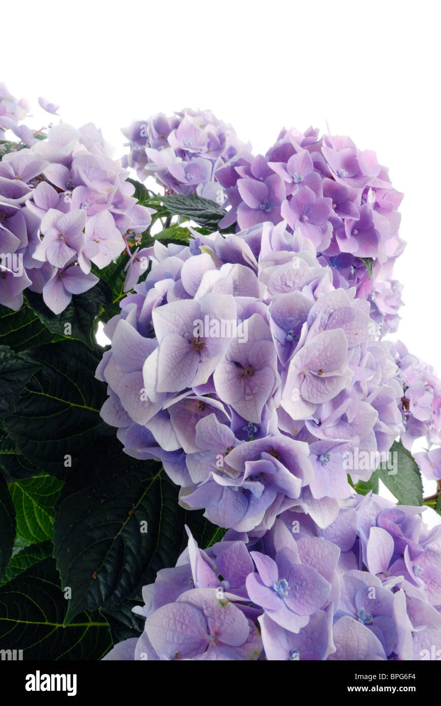 Roses Du Jardin Cheneland Hydrangea Macrophylla Benelux