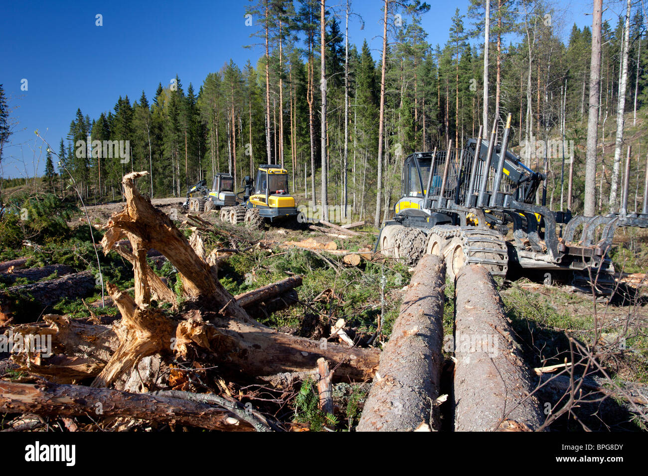 Machine forestière de transitaire PONSSE Buffalo dans la zone de coupe à l'eau claire et grumes d'épicéa décortiquées ( picea abies , sapin ) dans la forêt de taïga , Finlande Banque D'Images